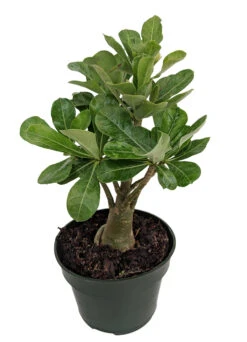 Arabic Desert Rose - Adenium - 6" Pot - Easy House Plant