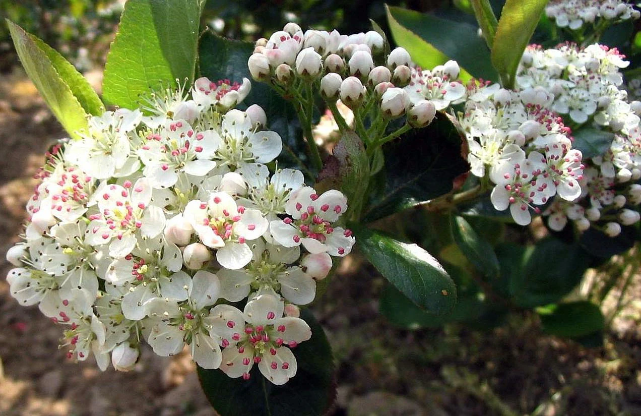 Viking Chokeberry Plant - Aronia - Shrub/Bonsai/Wine - 3.25" Pot - Image 2