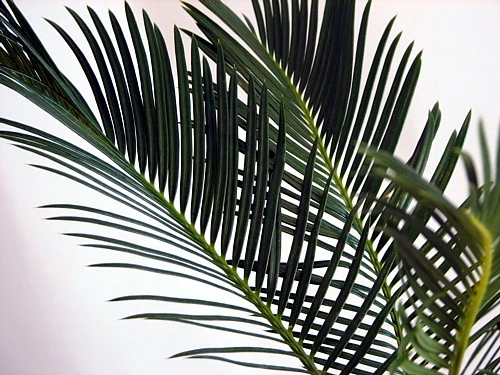 Sago Palm - Living Fossil Plant - Cycas Revoluta - 4" Pot - Image 3