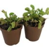 Venus Flytrap Plant - 2 Plants 2" Pots - CARNIVOROUS - Dionaea