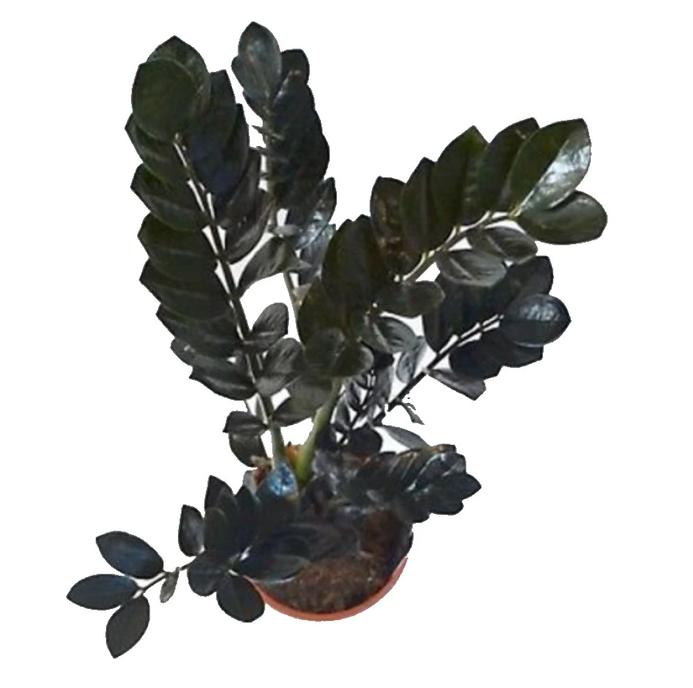 Rare Black Raven ZZ Plant - Zamioculcas Zamiifolia - 6" Pot - Collector's - Image 4