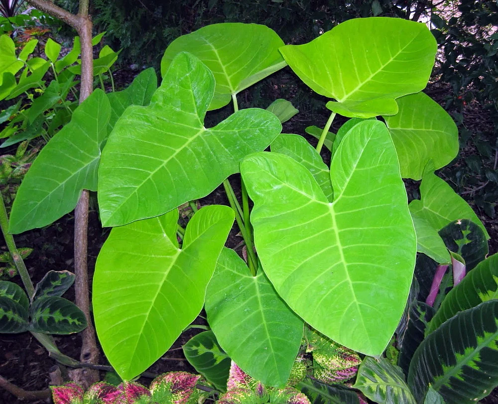 Lime Zinger Elephant Ear Plant - Xanthosoma - Indoors Or Out - 6" Pot - Image 2