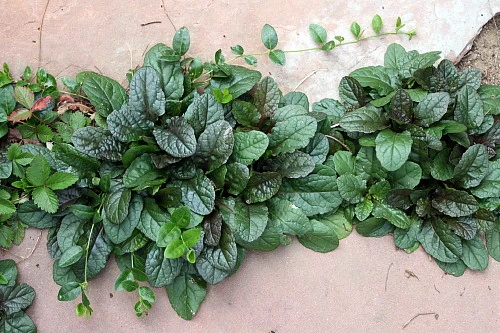 Bronze Beauty Ajuga 48 Plants - Carpet Bugle - Very Hardy -1 3/4" Pots - Image 4