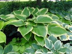 Victory Hosta - Hosta Of The Year For 2015 - Quart Pot
