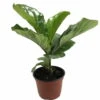 Hirt's Fiddleleaf Fig Tree - Ficus - Great Indoor Tree - Easy - 6" Pot