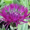 Amethyst Dream Mountain Bluet - Centaurea Montana - Quart Pot