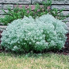 Silver Mound Perennial Plant - Artemisia - Sun/Easy - Live Plant - Quart Pot - Image 3