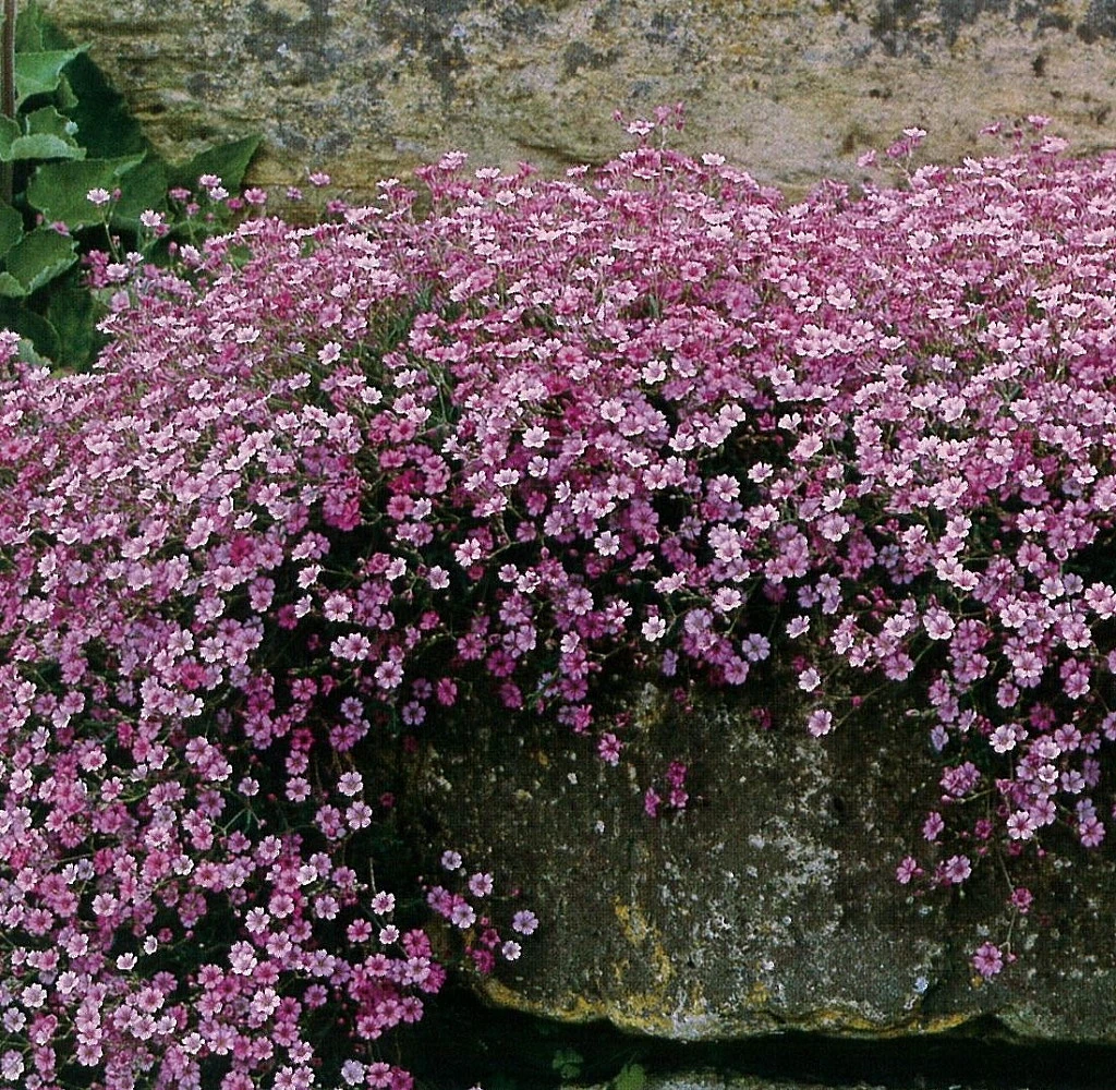 Pink Creeping Babies Breath Plant - Gypsophila Repens Rosea - Quart Pot