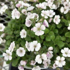 Babies Breath Mouse Ear - Gypsophila Cerastioides - Quart Pot