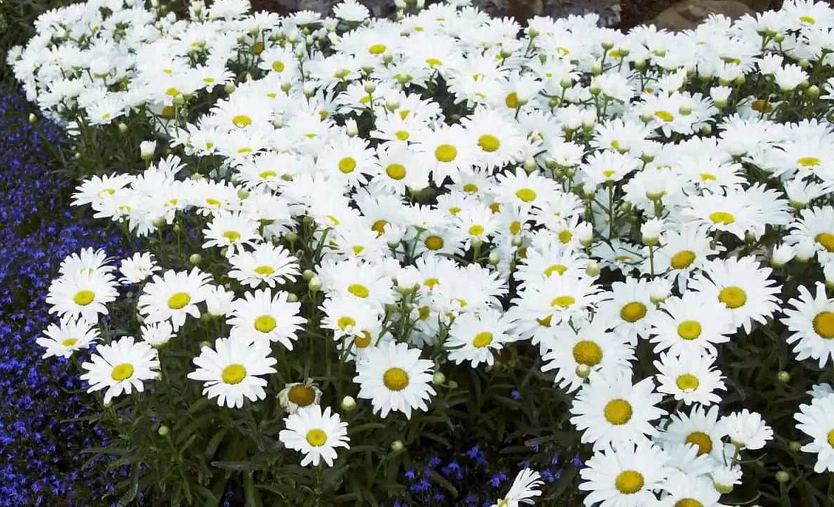 Daisy May® Shasta Daisy - Leucanthemum - Live Plant - Poven Winners -Gallon Pot - Image 2