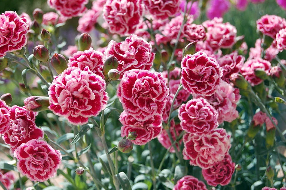 Scent First® Sugar Plum Dianthus- Fragrant Ruffled Flower- Live Plant- Quart Pot - Image 2