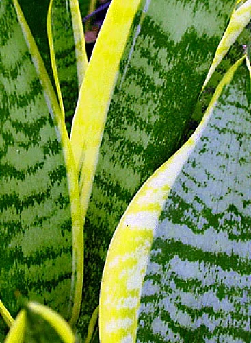 Futura Snake Plant, Mother-In-Law's Tongue, Barbershop Plant-Sanseveria - 6" Pot - Image 3