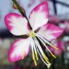 Rosy Jane Whirling Butterflies Perennial - Gaura - Live Plant - Quart Pot