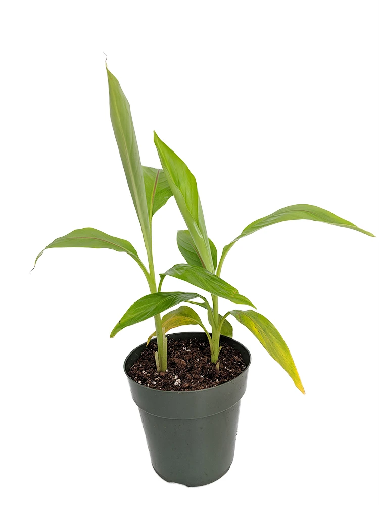 Winter Hardy Basjoo Banana Plant - Musa - 6" Pot - Image 2
