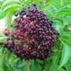 Bob Gordon Elderberry Perennial Shrub - Sambucus - 3.25" Pot