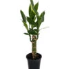 Moonlight Dragon Tree - Dracaena - 4" Pot - Easy To Grow House Plant