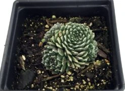 Forest Frost Hens & Chicks - Sempervivum - Very Hardy - Quart Pot