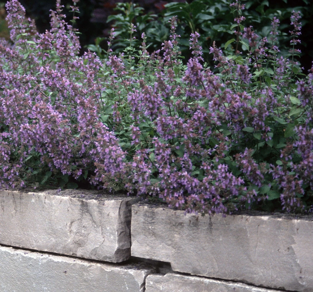 Dropmore Catmint Perennial - Nepeta - Quart Pot
