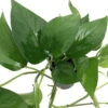 Jade Devil's Ivy - Pothos - Epipremnum - 6" Pot