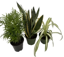 Hirt's House Plant Collection - Parlor Palm, Spider Plant, Snake Plant - 4" Pots