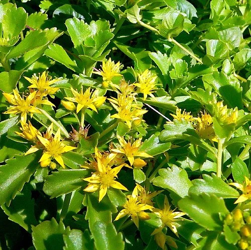 Russian Kamtschaticum Sedum - Hardy Perennial Groundcover - Quart Pot - Image 2