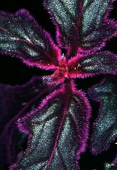 Purple Passion Plant - 4" Mini Hanging Basket - EROTIC - Gynura - Image 3