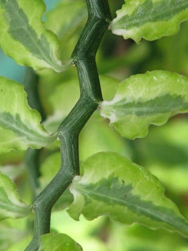 Devil's Backbone Plant - Pedilanthus - Red Bird Cactus - 6" Pot - Easy To Grow - Image 4