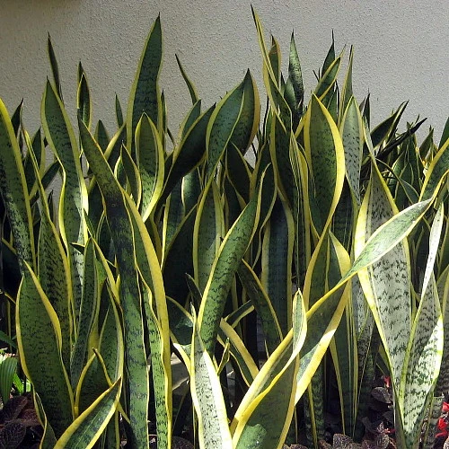 Laurentii Snake Plant - Sansevieria - Impossible To Kill! - 6" Pot - Image 2