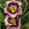 Rainbow Rhythm® Sound Of My Heart Daylily-Hemerocallis-Proven Winners-Gallon Pot