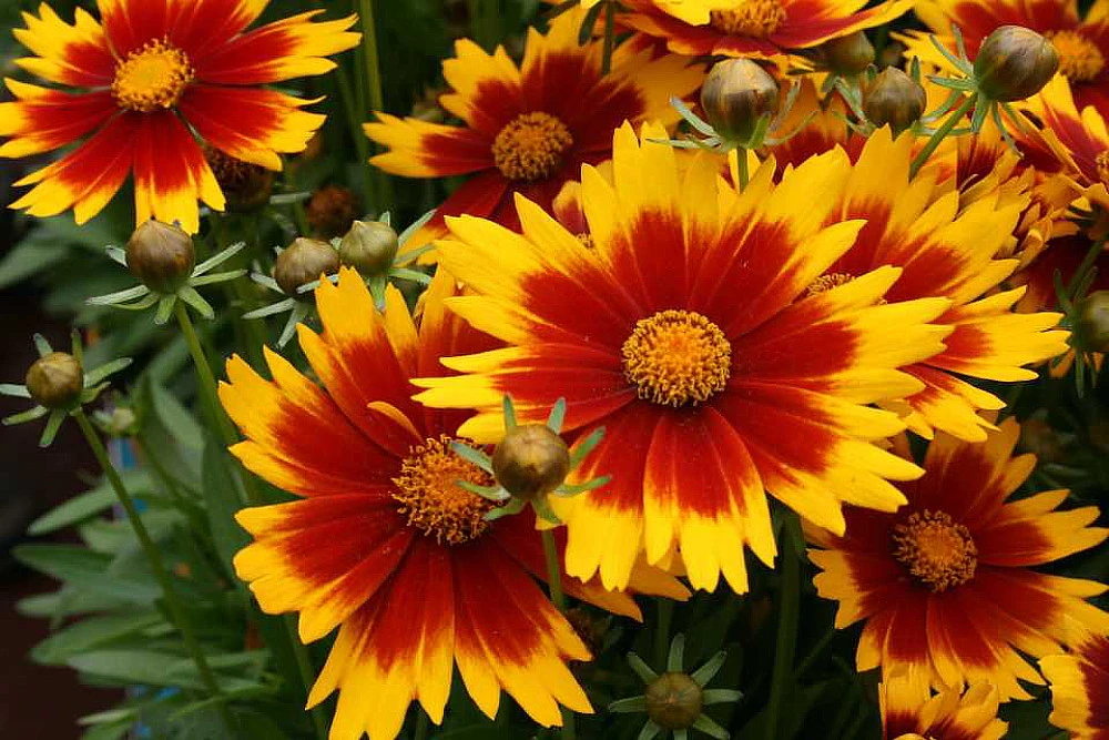Up Tick Gold & Bronze Coreopsis - Tickseed - Perennial - Live Plant - Quart Pot