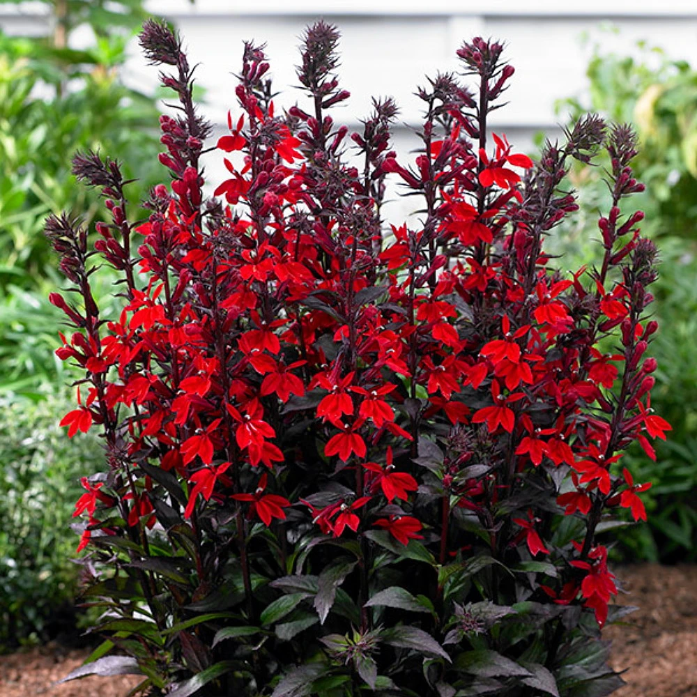 Vulcan Red Cardinal Perennial Live Plant - Lobelia - Very Hardy - Quart Pot - Image 2