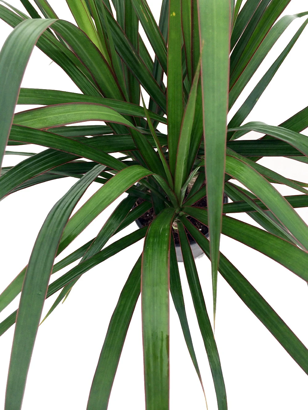 Madagascar Dragon Tree - Dracaena Marginata - 6" Pot - Easy To Grow House Plant - Image 2