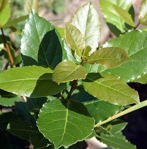 Bay Laurel Herb - Laurus Nobilis - 4" Pot - Live Plant - Image 2