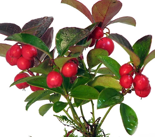 Wintergreen Bonsai With Berries In Ceramic Pot - Teaberry - Gaultheria - Aromatic Leaves - Image 2