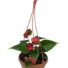 Red Heart Anthurium Plant - 6" Hanging Basket - Easy Blooming House Plant