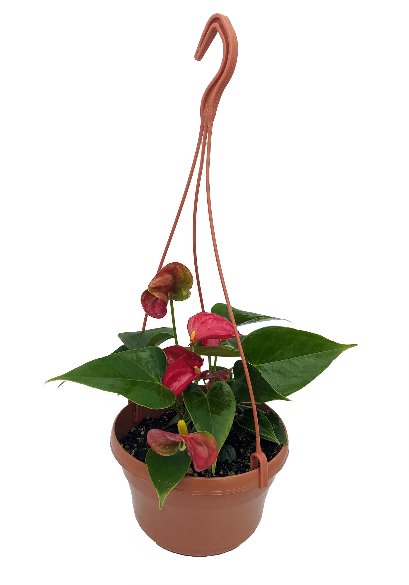 Red Heart Anthurium Plant - 6" Hanging Basket - Easy Blooming House Plant