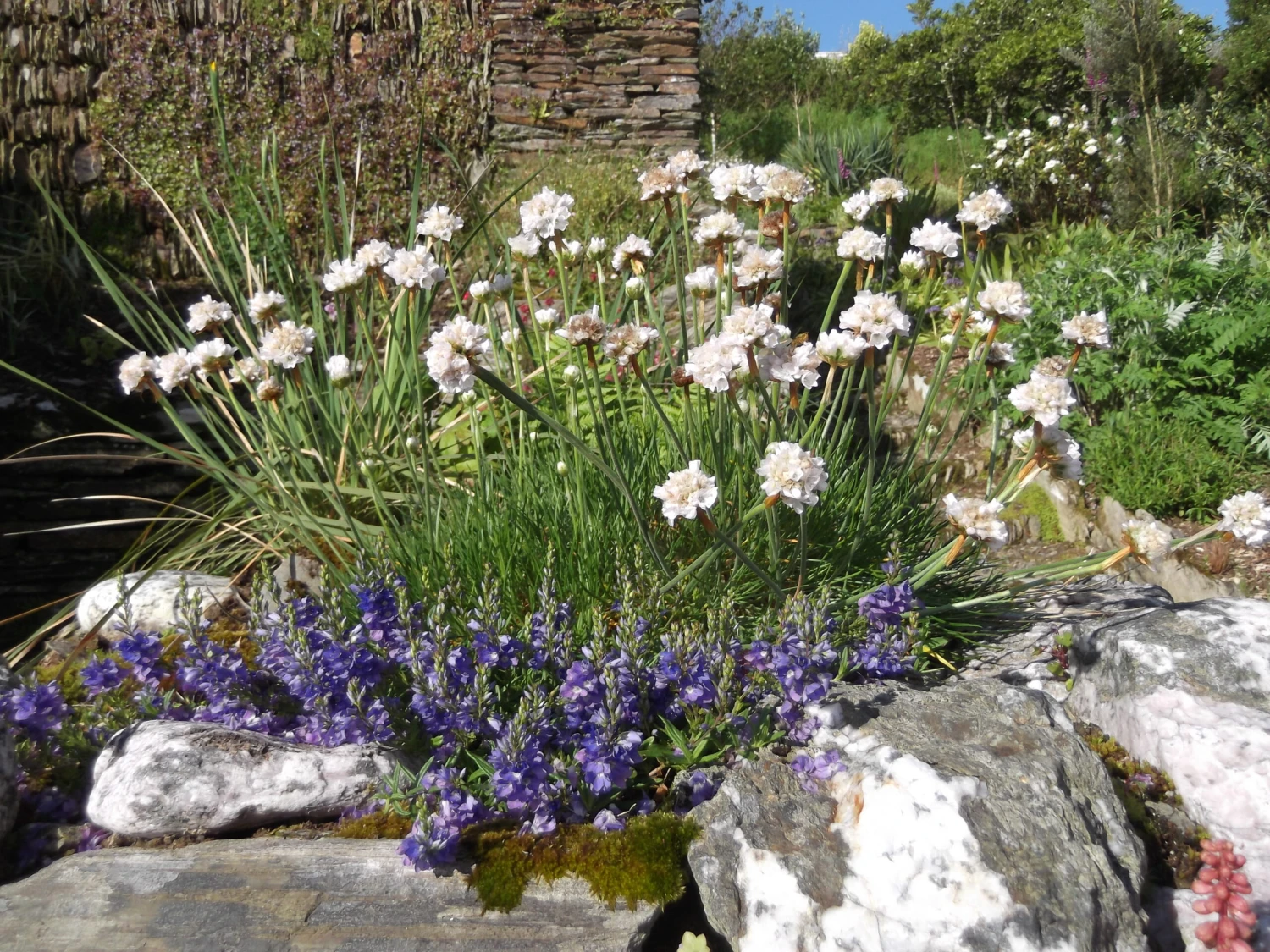 White Sea Thrift Perennial - Armeria Alba - Quart Pot