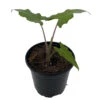 Boa African Mask Plant - Alocasia Boa - Houseplant - 4" Pot
