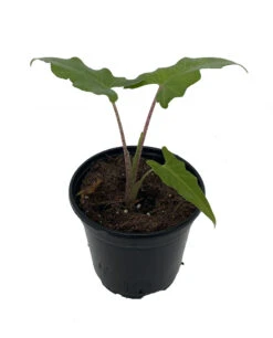Boa African Mask Plant - Alocasia Boa - Houseplant - 4" Pot