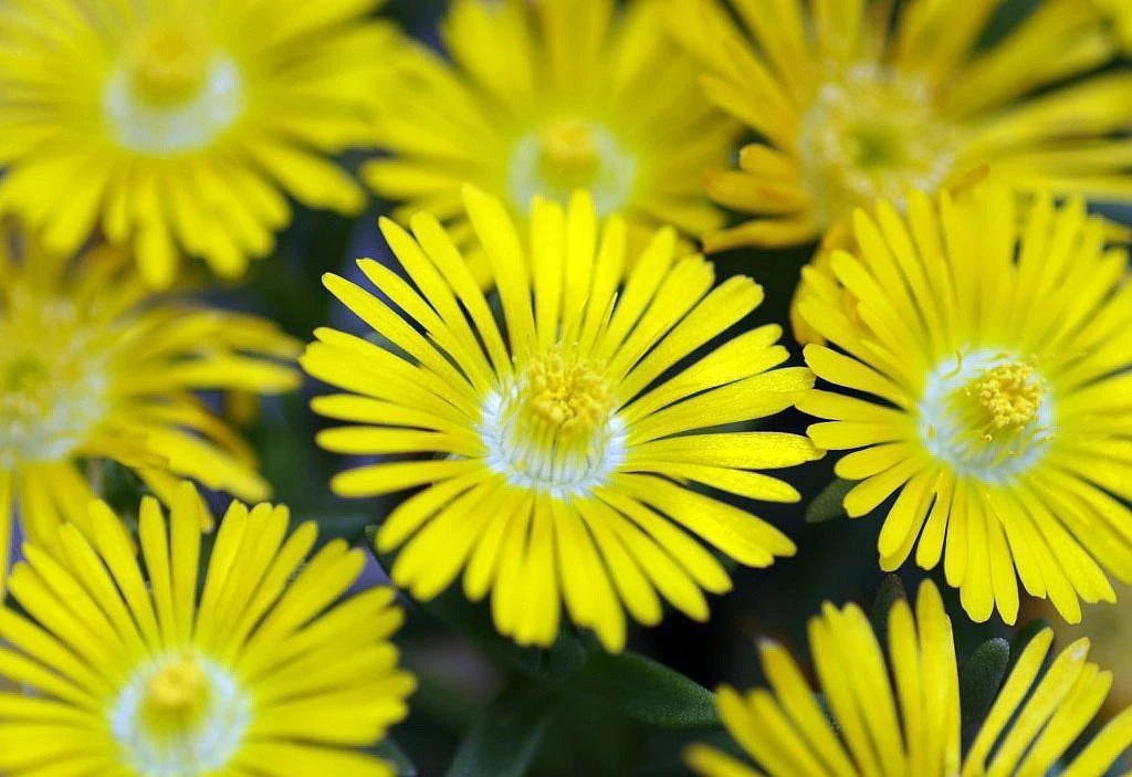 Golden Wonder Ice Plant - Perennial - Delosperma - Live Plant - Quart Pot