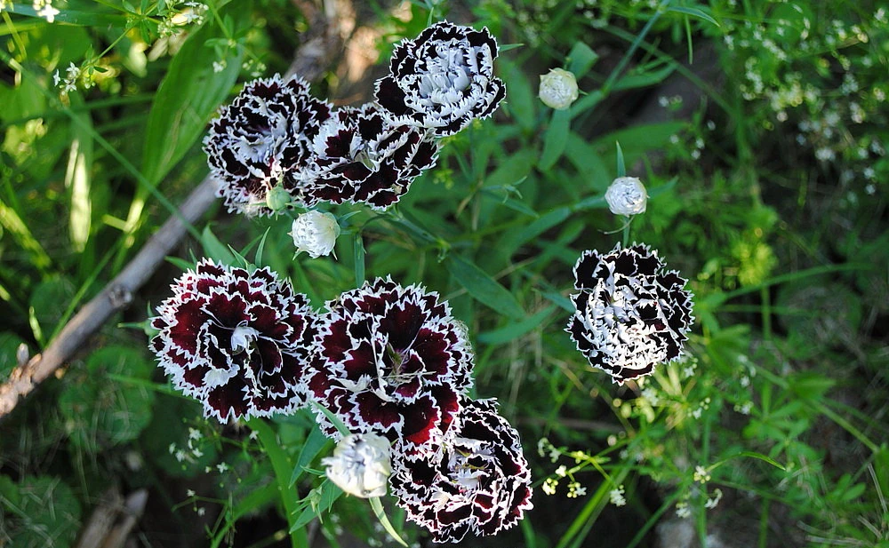 Velvet N Lace Dianthus Perennial - Live Plant - Quart Pot - Image 2