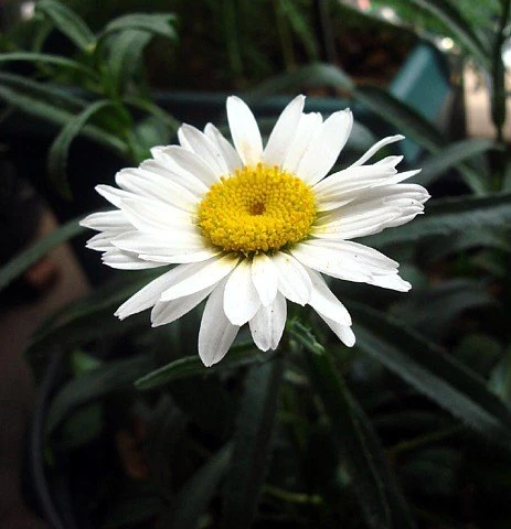 Alaska Shasta Daisy - Leucanthemum - Huge Flowers - Quart Pot