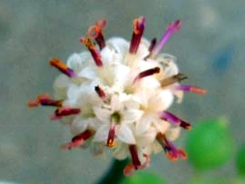 Football Plant - Senecio Radicans - 6" Hanging Basket - Succulent - Image 4
