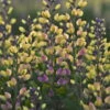 Decadence® Pink Lemonade Baptisia - False Indigo - Proven Winners - Gallon Pot