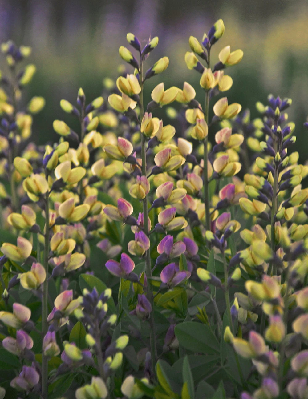 Decadence® Pink Lemonade Baptisia - False Indigo - Proven Winners - Gallon Pot