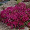 Scarlet Flame Creeping Phlox Perennial - Quart Pot