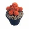 Fire Opal Orange Living Desert Jewel Cactus - 4" Pot