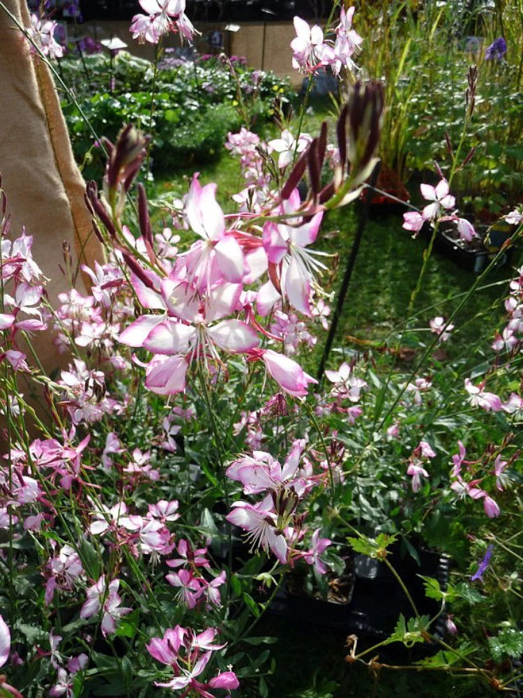 Rosy Jane Whirling Butterflies Perennial - Gaura - Live Plant - Quart Pot - Image 2