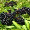 Ranch Elderberry Perennial Shrub - Sambucus - 3.25" Pot