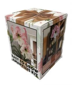 Amaryllis Kit: Apple Blossom + Plastic Pot & Soil - 26/28 Cm Bulb - Netherland